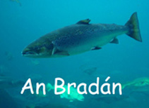an-bradan