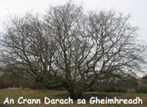an-crann-darach-sa-gheimh